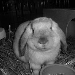 ajax7511's profile picture. Pappa till en dotter, gift med en underbar fru samt är en golfspelande ´Manchester United och Peking fan.