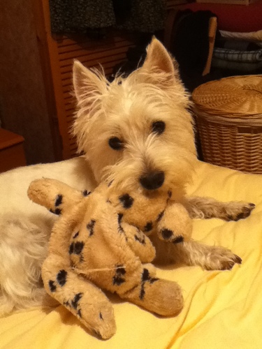 jayneeee66's profile picture. I'm a westie girl,in a westie world...x