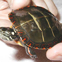 Kiara Stevenson - @dakotakobi - Twitter