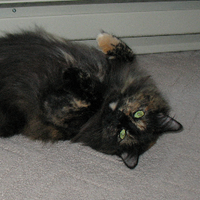 Kurre (@ironrangefolk) 's Twitter Profile