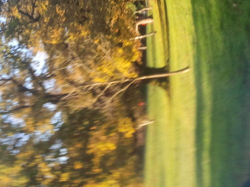 I just like trees really.