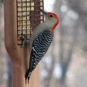 Dori Phillips - @AgrippinaMinora - Twitter