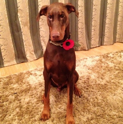 leese1980's profile picture. works for the rspca, loves her dobermann and a sneaky cider! ha ha