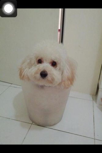 petitbosschewy's profile picture. I can't stand bad perfume