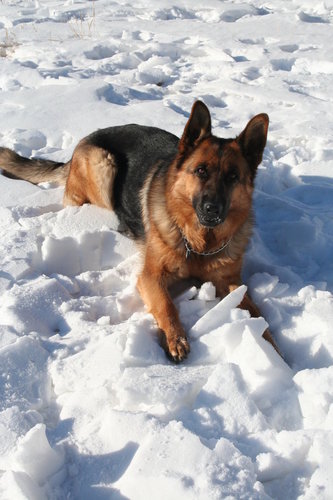 Sinta is SHIELD's, head K9 fighter units,killer.  / #RP /