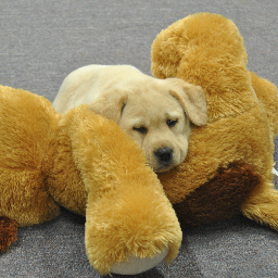 s11dowski's profile picture. 