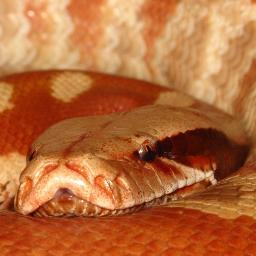 Allevatore amatoriale di serpenti, principalmente dedito alla conservazione di boidi asiatici ed australiani, amante dei viaggi naturalistici.