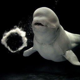 SauveLesBelugas's profile picture. 