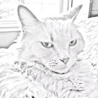 Vesna Ivkovic (@18388) 's Twitter Profile