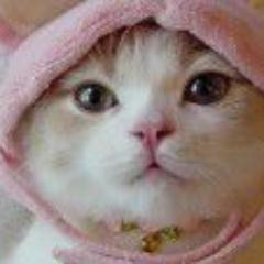 みちょんです♪よろしくお願いします！／旅行、読書、映画好き／猫好き(飼ってみたいけど〜)