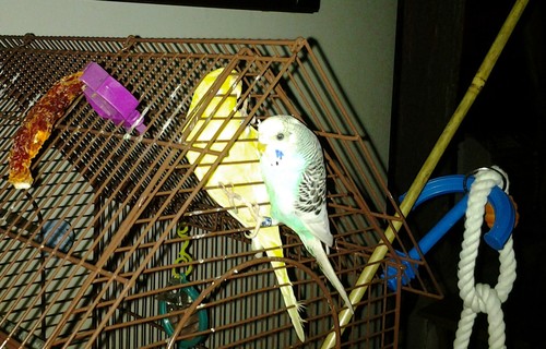Flock leader, mama, bird lover and compassionate catbird