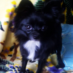 PomChiOprah's profile picture. born Nov 8 2010, adopted nov 5 2012, sister of @PomeranianChuck