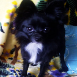 born Nov 8 2010, adopted nov 5 2012, sister of @PomeranianChuck