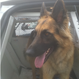 Titles ***SDA-- FO, Ob1, Ob2, Ob3, P1suit 2x, P1s , POLICE DOG 1***AKC--CGC*** Schutzhund--Bh. *RETIRED *