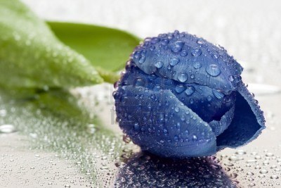 اعشق الجمال الطبيعي .. 
اسرار العناية الطبيعية بالجمال..  blue_tulip_s:  instagram