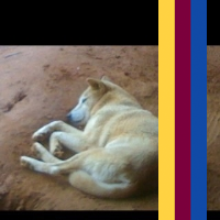 Pygysys's profile picture. QLDer who's a fan of the Brisbane Lions, Brisbane Heat, The Dolphins & Miami Dolphins.