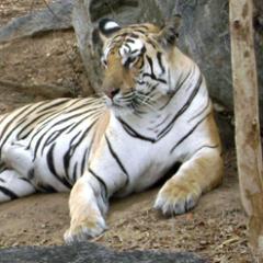 Pench Tiger Reserve, Seoni (Madhya Pradesh)