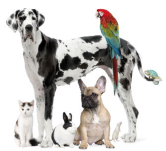 CVPenalara's profile picture. Especialistas en el bienestar de tu mascota. Grupo Peñagrande. TLF 913511422 Urgencias 24 horas. Abierto todos los días. Peluquería. Exóticos. Madrid