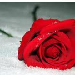 PAUDTK's profile picture. PINTER,,, SHALEH..... CERIA,,,,,,