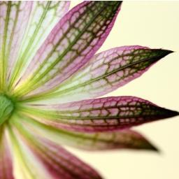 tajetgarden's profile picture. Center for holistic health. Institut für ganzheitliches Leben, Gesundheit & Lernen. Yoga. Atemtherapie. Ausbildung Heilpraktiker Psychotherapie. Seminare.