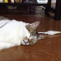 心葉 (@sora1110yu) Twitter profile photo