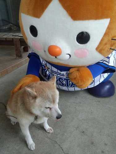 kazuho2111's profile picture. 