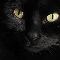 zwart katertje/woont samen met vrouwtje @wippeltje (van Mazzel_dog)/ lust graag vleessie/ondeugend/ miauwt-zingt graag 's nachts/lig graag in de wasmand