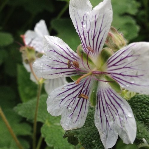 Fan van natuurlijke #tuin (en), stekken, zaaien, kweken en het hele jaar rond iets bloeiends in de #moestuin #taarten bakken en #koken #bio #duurzaam