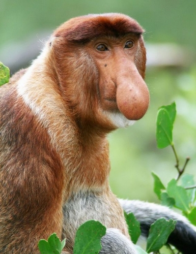 MONO NARIGUDO on Twitter: "UH AH AH AH UH UH YA VALE DE PONER TWITS ASI