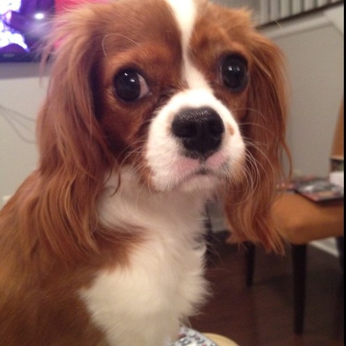 Samson4EVApup's profile picture. I loved you first. I loved you first.