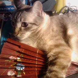 Tinerfeo Profile Picture