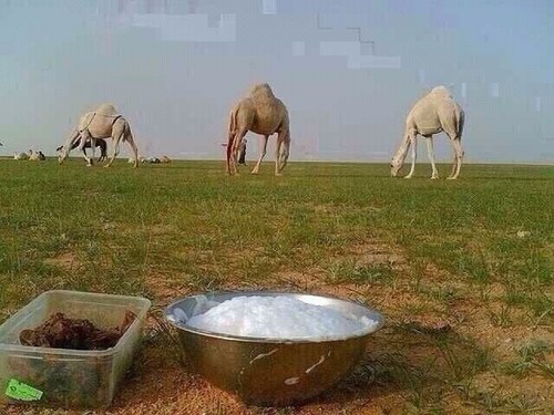 الماني يعشق الزعيم الهلالي
