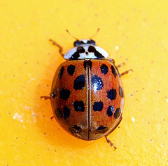 netbugadvert's profile picture. Get paid to watch video's - COOOL !