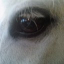 Stacey Pecor - @olivenbettes - Twitter