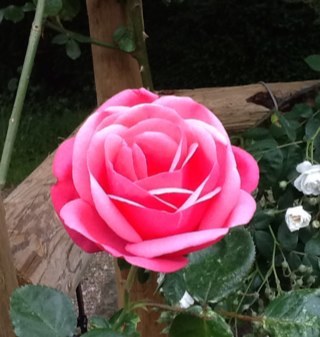 heatheredore's profile picture. 