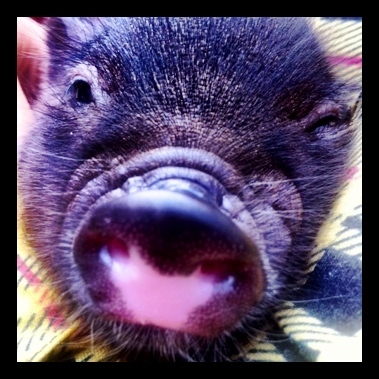 My friends call me Leo. I spend most days sniffin' for greens and wagging my tail at hot chicks. #YOLO