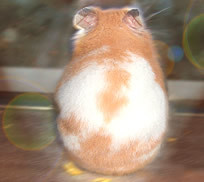 hamster_garden Profile Picture