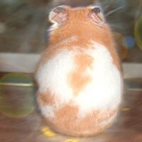 さくらアイス (@hamster_garden) 's Twitter Profile