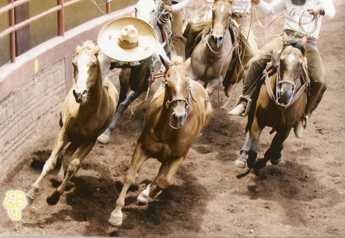 jinete de toro en la asociacion de charros la guadalupana ¡¡¡¡¡¡¡¡