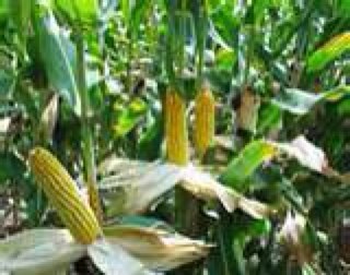 Corn & Soybean Grower Pioneer Sales Rep & Certified Crop Advisor