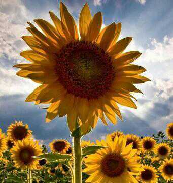 Happy_boony's profile picture. 그댄 내게 행복을 주는 사람
🇰🇷