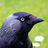 STFXCrowTho's profile image
