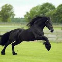 hrdeaventuras's profile picture. 