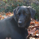 Debbie Condon - @baileyblacklab - Twitter