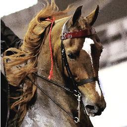 TYoungPhoto1's profile picture. 