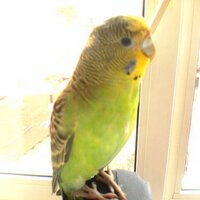 ozge guvenc (@pnkpurple) Twitter profile photo