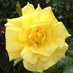 Diane (@nanadiciepie) Twitter profile photo
