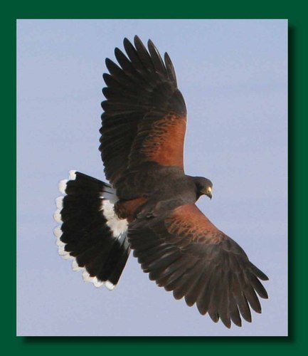 The Harris's Hawk Revolution by Jennifer and Tom Coulson is a falconry encyclopedia. It has all you need to know to be a better falconer.