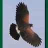 ParabuteoPublis's profile picture. The Harris's Hawk Revolution by Jennifer and Tom Coulson is a falconry encyclopedia. It has all you need to know to be a better falconer.