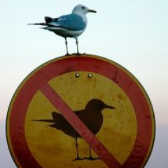 qedeshet's profile picture. 